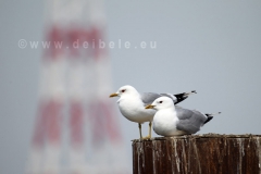 gruenendeich_3520-800